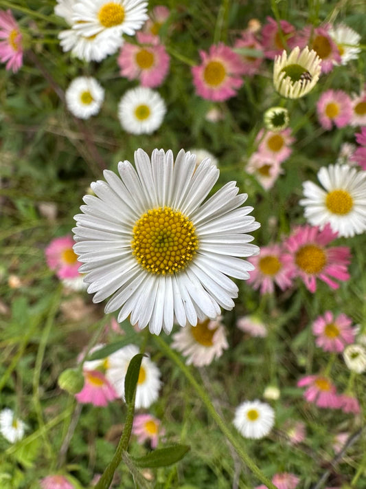 Between Flame and Flower: The Living Traditions of Midsummer