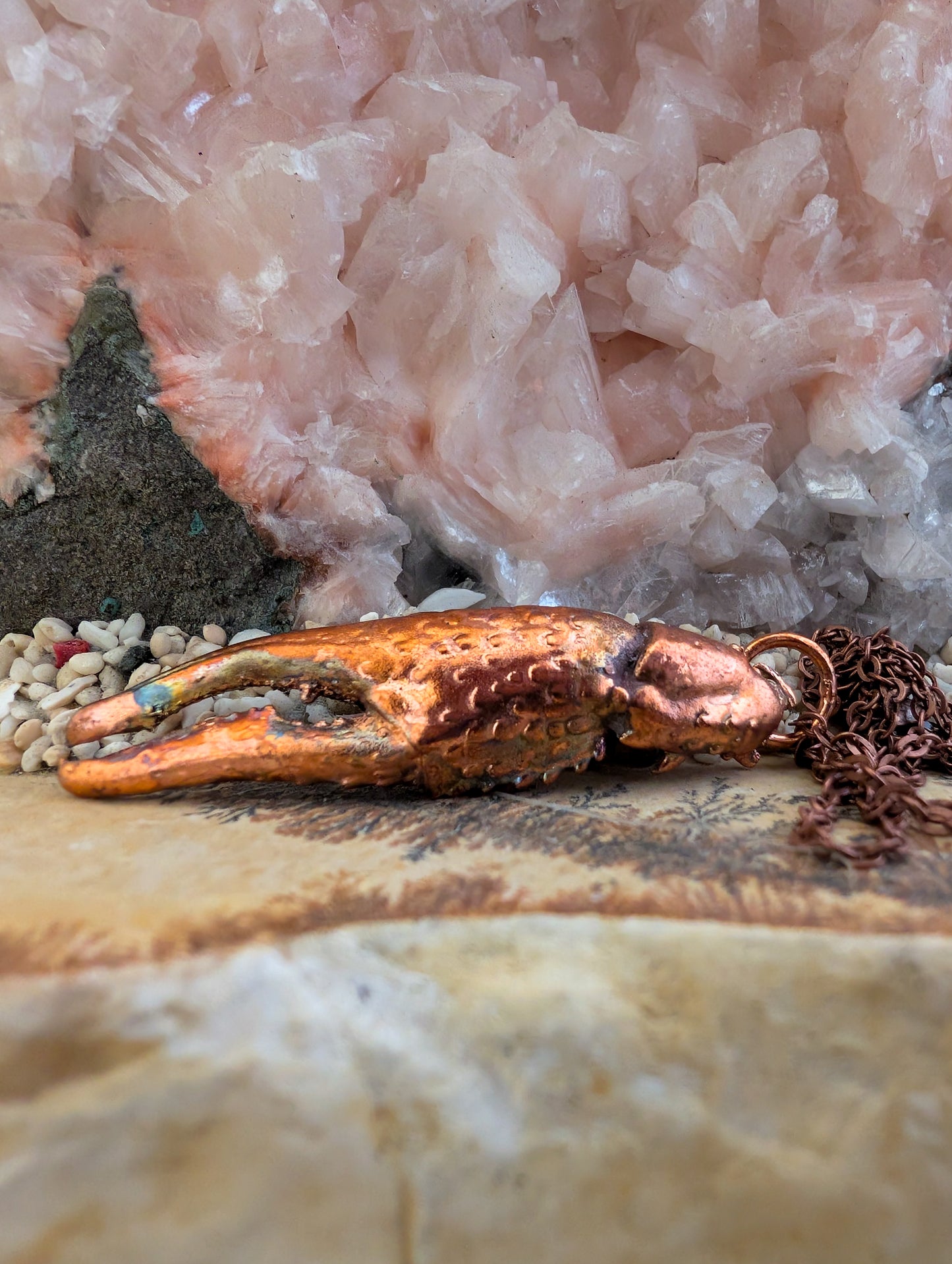 Crayfish Claw — Carapace Fragment (Specimen No. 001)
