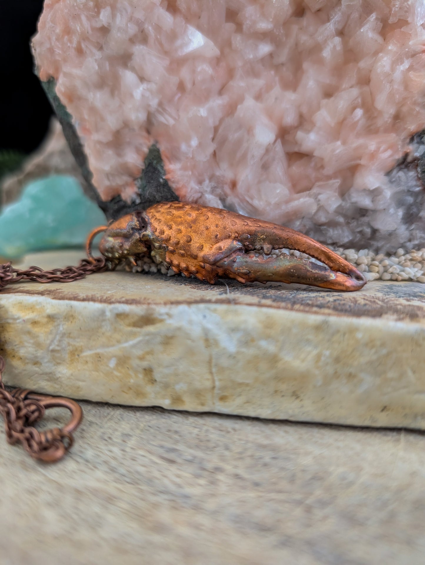 Crayfish Claw — Carapace Fragment (Specimen No. 003)