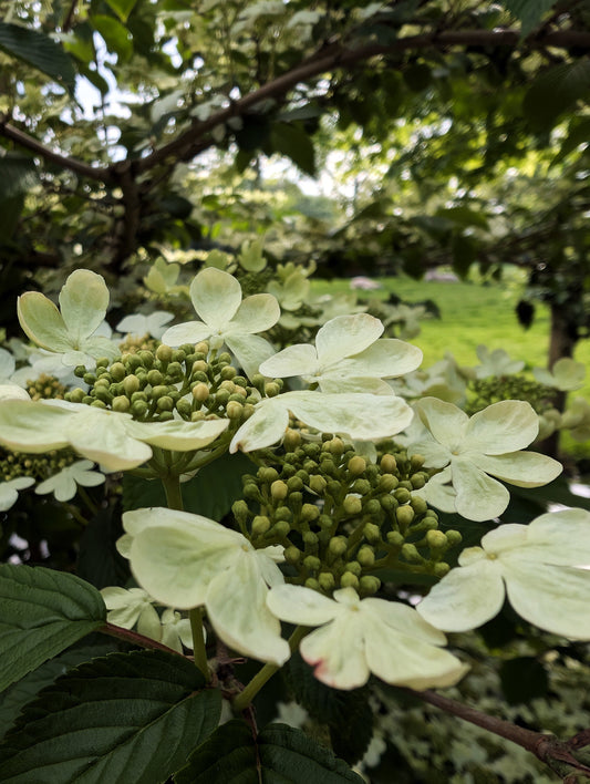Beltane and the Restless Hands of Spring