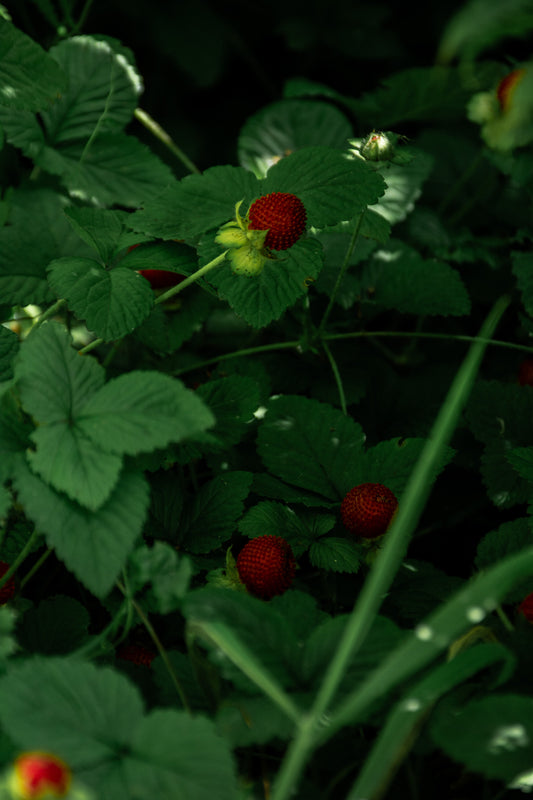 Ostara: A Half-Remembered Name