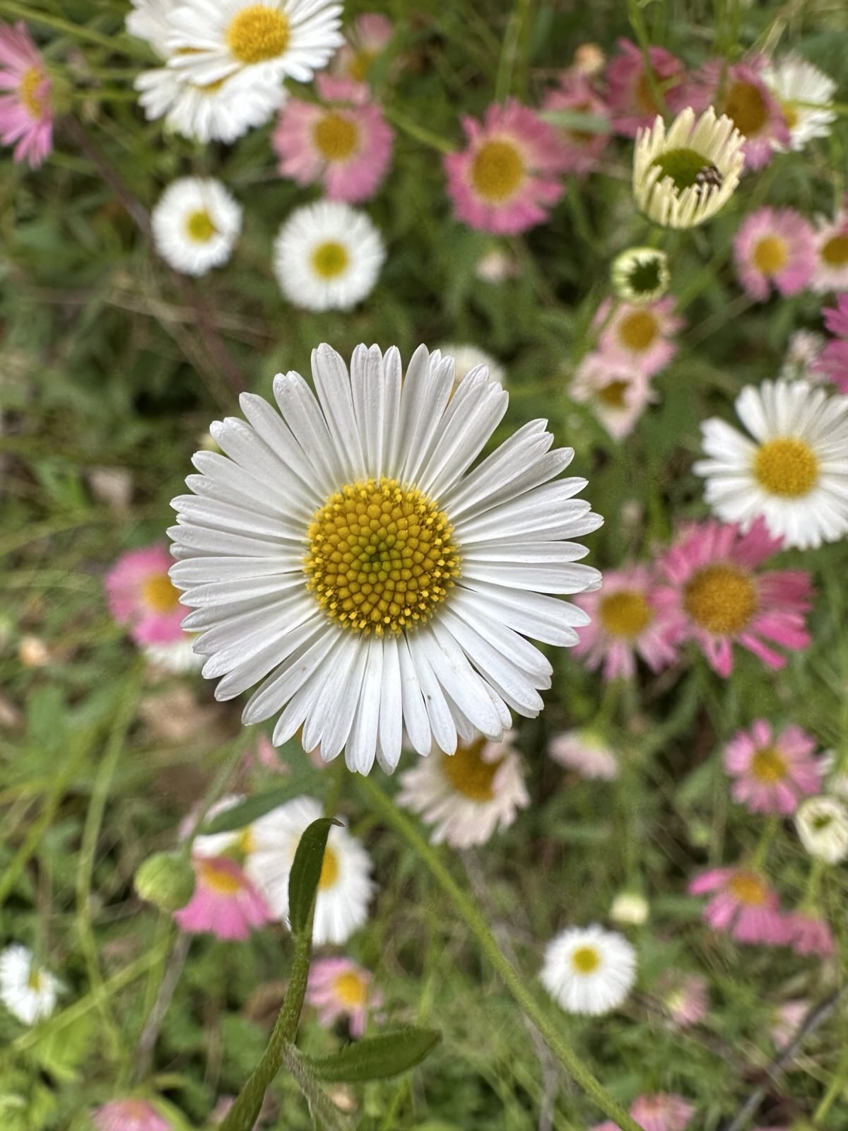 Blood Daisy Rid Tussen Vlam en Bloem: De Levende Tradities van Midzomer – Blood & Daisies