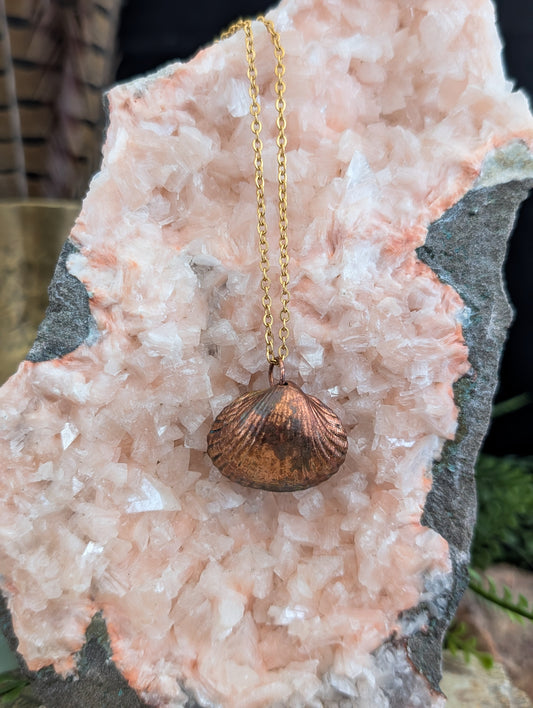 Shell — Carapace Study (Specimen No. 001)