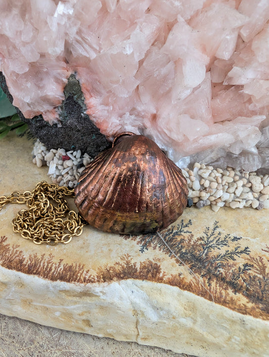 Shell — Carapace Study (Specimen No. 001)