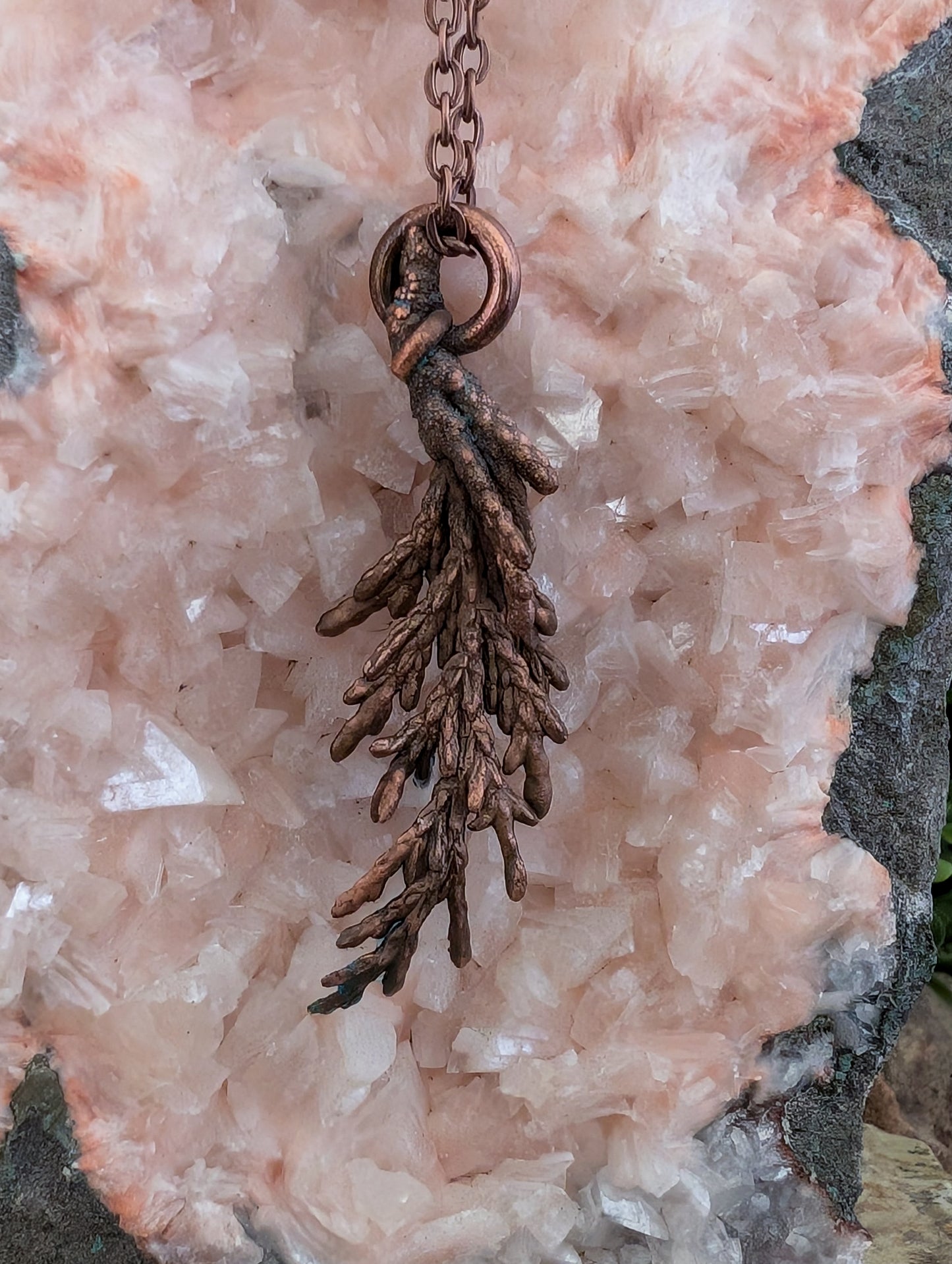 Conifer — Needle Cluster Study (Specimen No. 003)