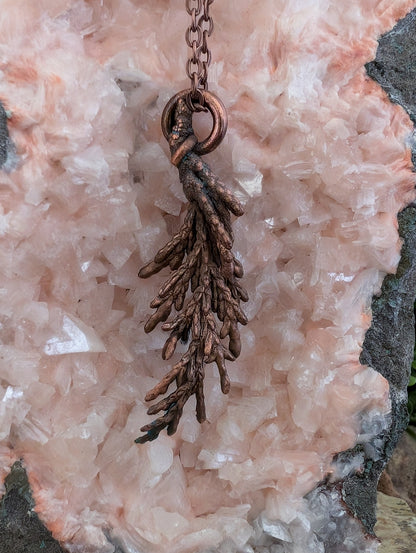 Conifer — Needle Cluster Study (Specimen No. 003)