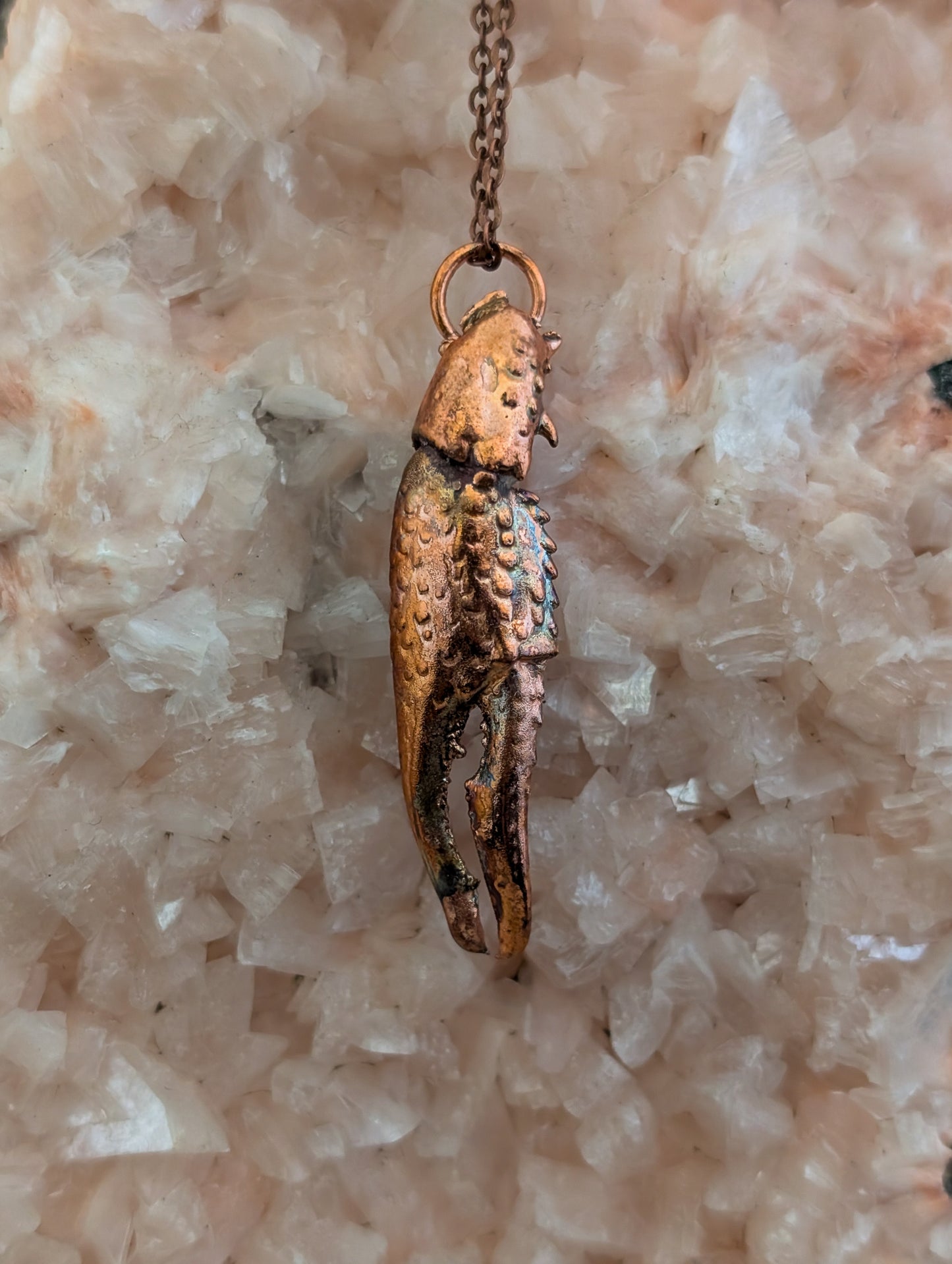 Crayfish Claw — Carapace Fragment (Specimen No. 001)