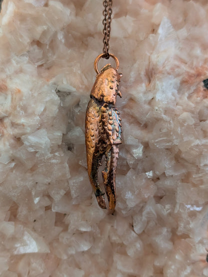 Crayfish Claw — Carapace Fragment (Specimen No. 001)
