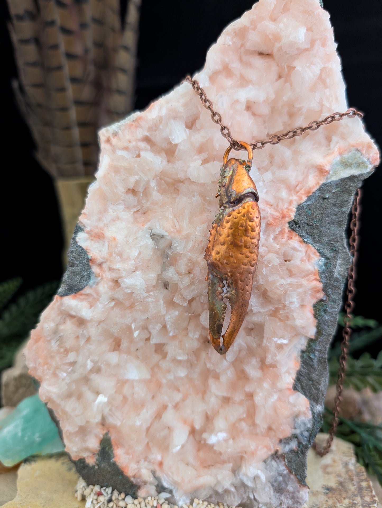 Crayfish Claw — Carapace Fragment (Specimen No. 003)