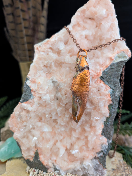 Crayfish Claw — Carapace Fragment (Specimen No. 003)