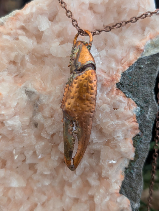 Crayfish Claw — Carapace Fragment (Specimen No. 003)