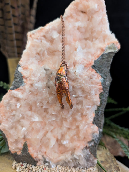 Crayfish Claw — Carapace Fragment (Specimen No. 002)