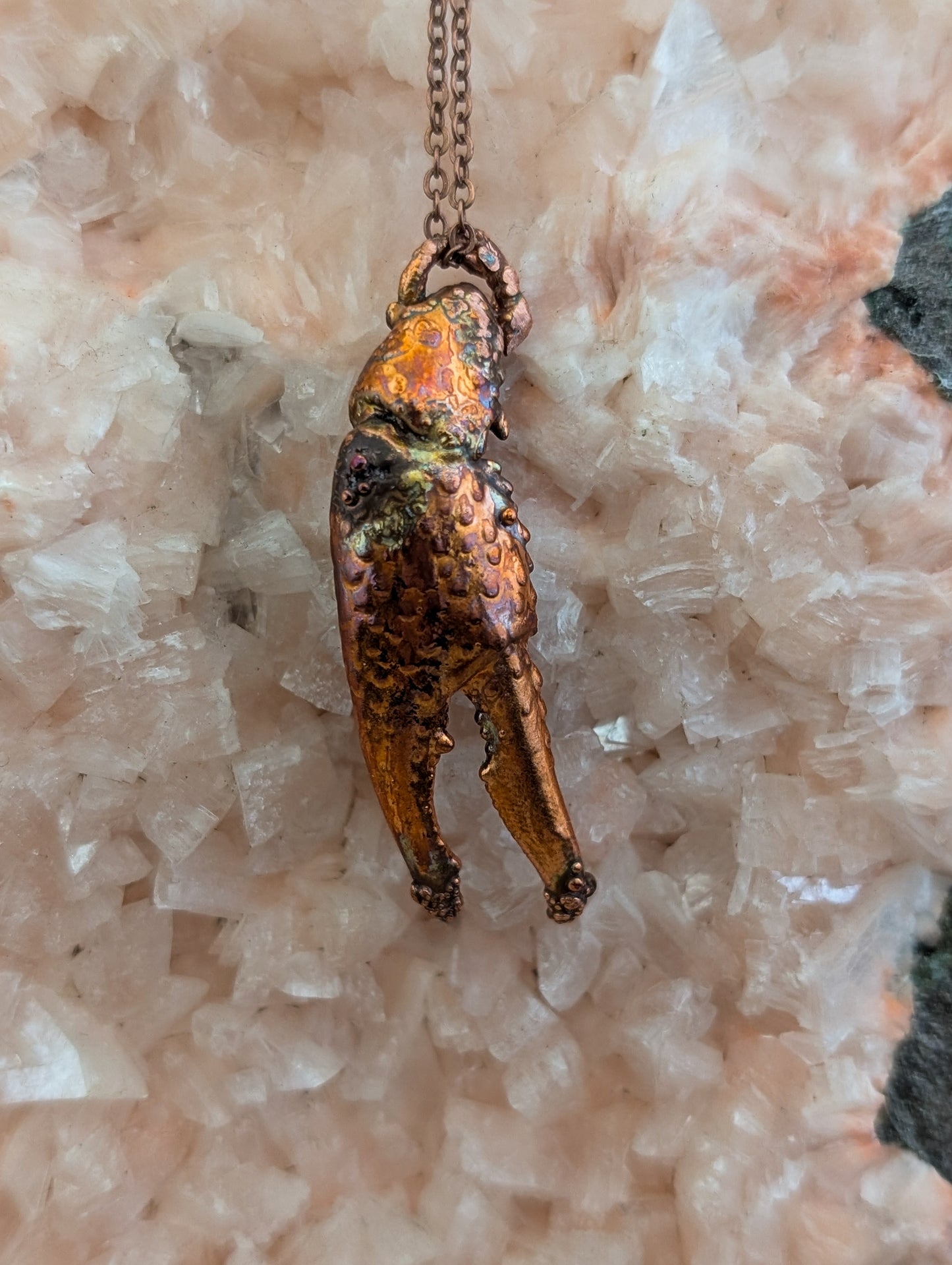 Crayfish Claw — Carapace Fragment (Specimen No. 002)