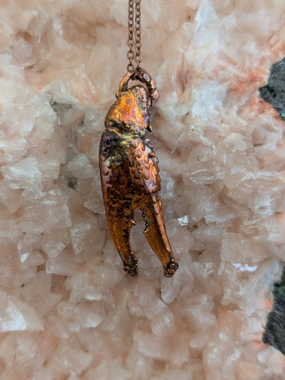 Crayfish Claw — Carapace Fragment (Specimen No. 002)