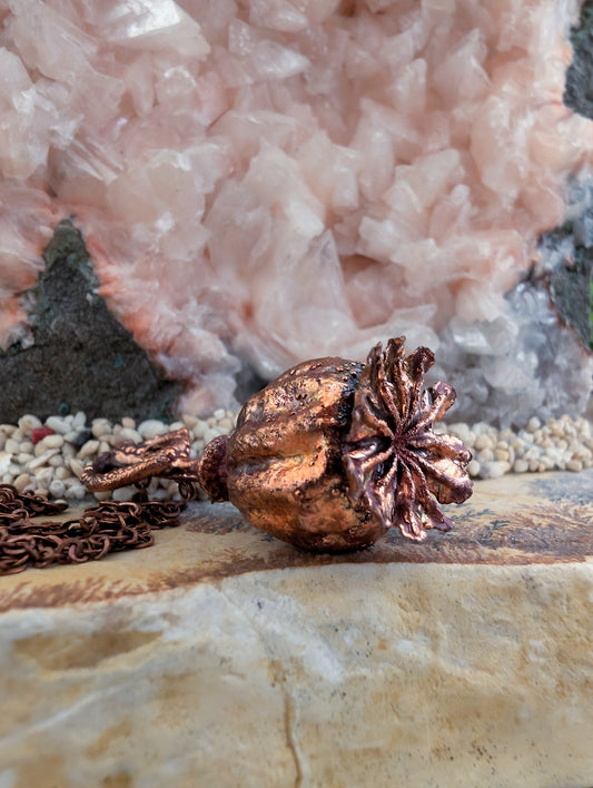 Klaproos — Studie zaadvorm (Specimen Nr. 003)