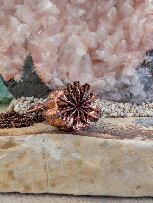 Klaproos — Studie zaadvorm (Specimen Nr. 003)