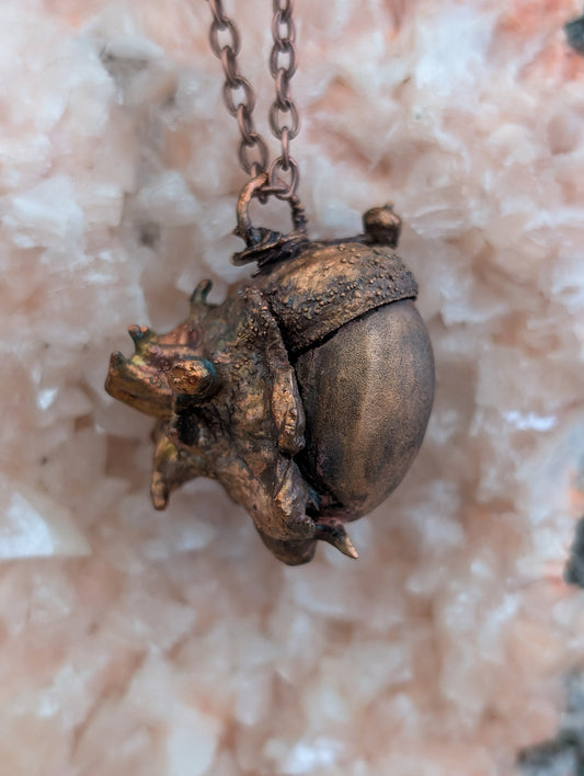 Eikel — Afwijkende Zaadvorm (Exemplaar Nr. 002)