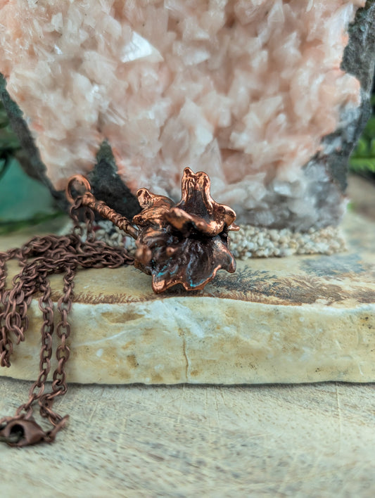 Onbekend — Onregelmatige zaadvorm (Specimen nr. 001)